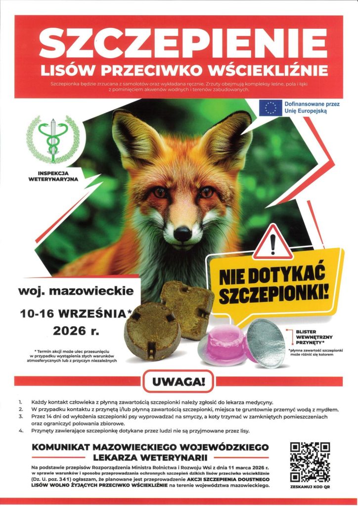 Plakat informacyjny Mazowieckiego Wojewódzkiego Lekarza Weterynarii dotyczący jesiennego szczepienia lisów przeciwko wściekliźnie. W centralnej części znajduje się zdjęcie lisa. U góry, na czerwonym tle, widnieje duży napis „Szczepienie lisów przeciwko wściekliźnie” oraz informacja, że szczepionka będzie zrzucana z samolotów oraz wykładana ręcznie na terenach leśnych, polach i łąkach, z pominięciem akwenów wodnych i terenów zabudowanych. Akcja na terenie województwa mazowieckiego odbędzie się w dniach 10–16 września 2026 roku. Na plakacie przedstawiono przynęty zawierające szczepionkę oraz blister wewnętrzny z płynną zawartością. Widoczny jest również znak ostrzegawczy i napis „Nie dotykać szczepionki!”. W dolnej części znajdują się ważne zalecenia dotyczące postępowania ze szczepionką oraz komunikat Mazowieckiego Wojewódzkiego Lekarza Weterynarii. Po prawej stronie umieszczono kod QR prowadzący do dodatkowych informacji.